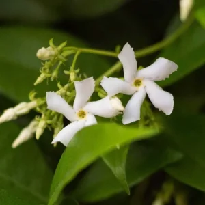 Star Jasmine Live Cuttings – 7 Unrooted 6 Inch Plants – Fragrant Outdoor Vine - Image 1