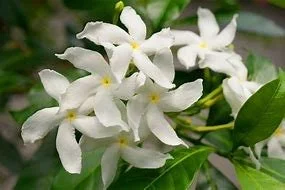 Star Jasmine Vine Live Plant - 1 Gallon Pot - Fragrant Climbing Outdoor - Image 2