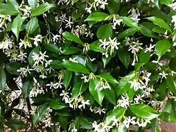 Star Jasmine Vine Live Plant - 1 Gallon Pot - Fragrant Climbing Outdoor - Image 3