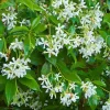 Star Jasmine Vine Live Plant - 1 Gallon Pot - Fragrant Climbing Outdoor - Image 1