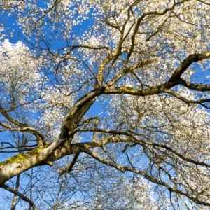 Star Magnolia Live Plant – Fragrant White Blooms – 4 inch Pot – Outdoor Shrub - Image 10