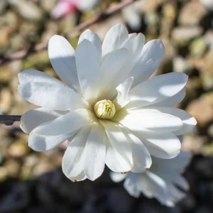 Star Magnolia Live Plant – Fragrant White Blooms – 4 inch Pot – Outdoor Shrub - Image 2