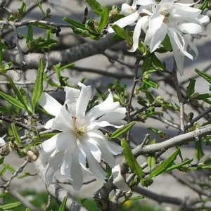 Star Magnolia Live Plant – Fragrant White Blooms – 4 inch Pot – Outdoor Shrub - Image 3