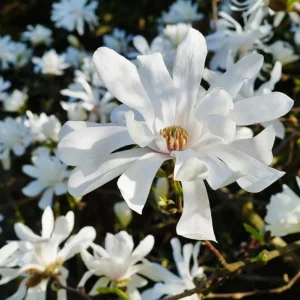 Star Magnolia Live Plant – Fragrant White Blooms – 4 inch Pot – Outdoor Shrub - Image 4