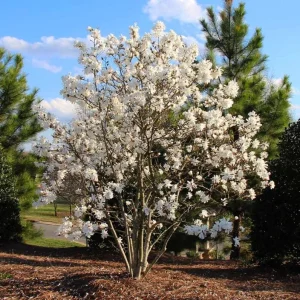 Star Magnolia Live Plant – Fragrant White Blooms – 4 inch Pot – Outdoor Shrub - Image 5
