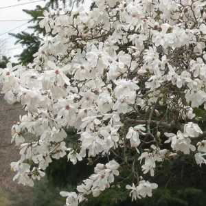 Star Magnolia Live Plant – Fragrant White Blooms – 4 inch Pot – Outdoor Shrub - Image 8
