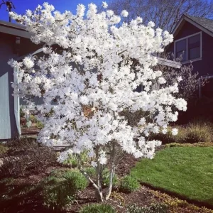 Star Magnolia Live Plant – Fragrant White Blooms – 4 inch Pot – Outdoor Shrub - Image 9