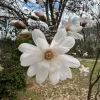 Star Magnolia Live Plant – Fragrant White Blooms – 4 inch Pot – Outdoor Shrub - Image 1