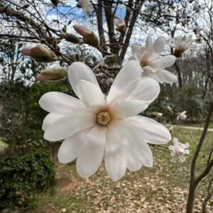 Star Magnolia Live Plant – Fragrant White Blooms – 4 inch Pot – Outdoor Shrub - Image 1