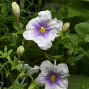 Starry Eyes Cupflower (Nierembergia gracilis) – Heat-Tolerant Perennial Live Plant – 1 Gallon - Image 2