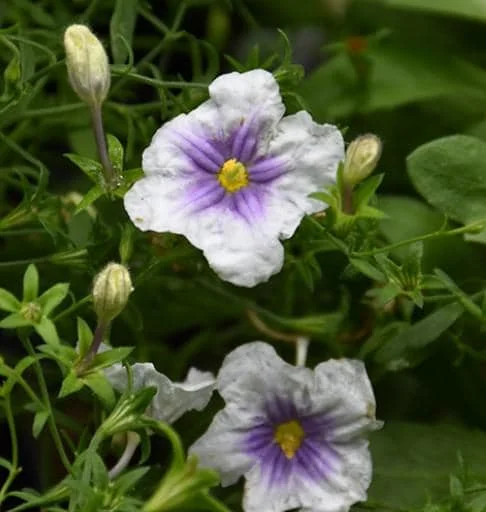 Starry Eyes Cupflower (Nierembergia gracilis) – Heat-Tolerant Perennial Live Plant – 1 Gallon - Image 2