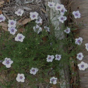 Starry Eyes Cupflower (Nierembergia gracilis) – Heat-Tolerant Perennial Live Plant – 1 Gallon - Image 1