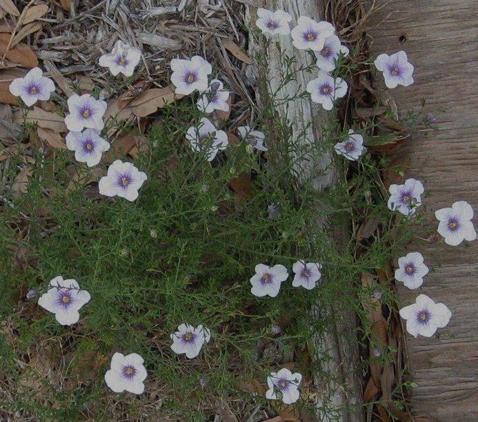 Starry Eyes Cupflower (Nierembergia gracilis) – Heat-Tolerant Perennial Live Plant – 1 Gallon - Image 1