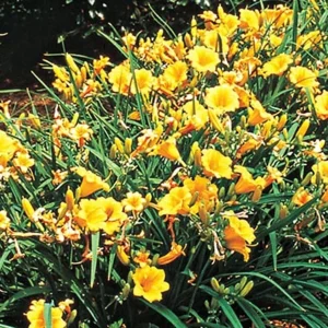 Stella de Oro Daylily Live Plant - Yellow Hemerocallis, 1 Rooted Flower Bush, 6-12 inch - Image 2