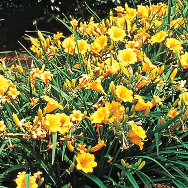 Stella de Oro Daylily Live Plant - Yellow Hemerocallis, 1 Rooted Flower Bush, 6-12 inch - Image 2