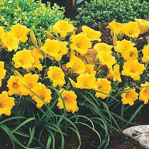 Stella de Oro Daylily Live Plant - Yellow Hemerocallis, 1 Rooted Flower Bush, 6-12 inch - Image 3