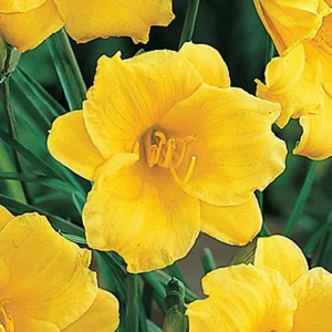 Stella de Oro Daylily Live Plant - Yellow Hemerocallis, 1 Rooted Flower Bush, 6-12 inch - Image 1