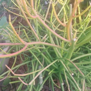 Sticks on Fire Pencil Cactus Succulent - 5 Fresh Cuttings, Euphorbia Tirucalli - Image 2