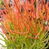 Sticks on Fire Pencil Cactus Succulent - 5 Fresh Cuttings, Euphorbia Tirucalli - Image 1