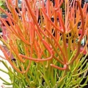 Sticks on Fire Pencil Cactus Succulent - 5 Fresh Cuttings, Euphorbia Tirucalli - Image 1