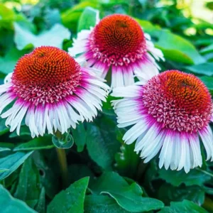 Strawberry & Cream Coneflower Seeds - 50 Count Echinacea Perennial - Image 16