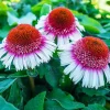 Strawberry & Cream Coneflower Seeds - 50 Count Echinacea Perennial - Image 1