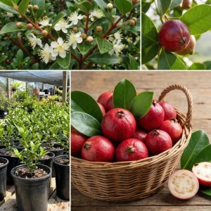 Strawberry Guava Live Plant 4-7