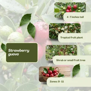 Strawberry Guava Live Plant 4-7