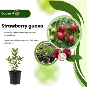 Strawberry Guava Live Plant 4-7