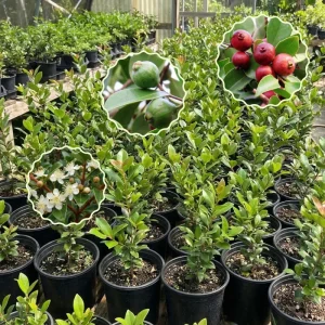 Strawberry Guava Live Plant 4-7