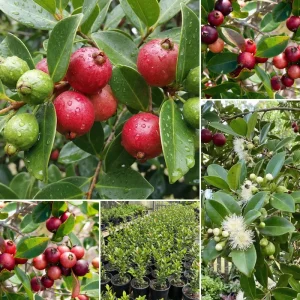 Strawberry Guava Live Plant 4-7