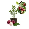 Strawberry Guava Live Plant 4-7" Tall - Red Cherry Guava Tree Tropical Edible - Image 1