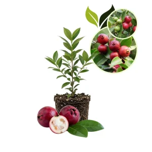 Strawberry Guava Live Plant 4-7