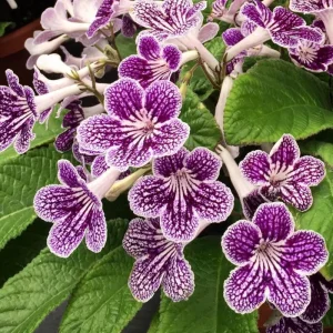 Streptocarpus Live Plant – Beautiful Blooming Indoor Plant – 4 Inch Pot - Image 2