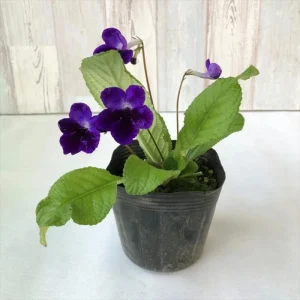 Streptocarpus Live Plant – Beautiful Blooming Indoor Plant – 4 Inch Pot - Image 3