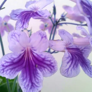 Streptocarpus Live Plant – Beautiful Blooming Indoor Plant – 4 Inch Pot - Image 4
