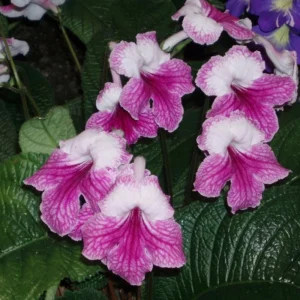 Streptocarpus Live Plant – Beautiful Blooming Indoor Plant – 4 Inch Pot - Image 5