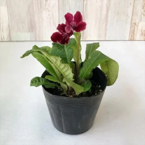 Streptocarpus Live Plant – Beautiful Blooming Indoor Plant – 4 Inch Pot - Image 6