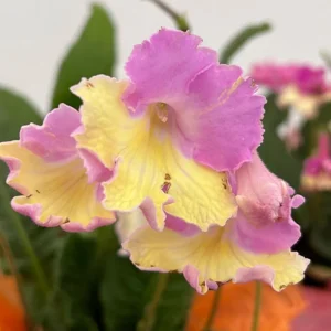 Streptocarpus Live Plant – Beautiful Blooming Indoor Plant – 4 Inch Pot - Image 7