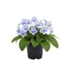 Streptocarpus Live Plant – Beautiful Blooming Indoor Plant – 4 Inch Pot - Image 1