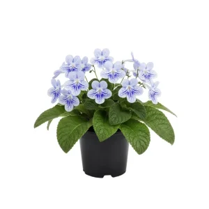 Streptocarpus Live Plant – Beautiful Blooming Indoor Plant – 4 Inch Pot - Image 1