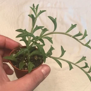 String of Dolphins Live Plant – 2 inch Pot – Senecio Peregrinus – Trailing Succulent - Image 2