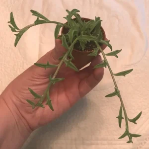 String of Dolphins Live Plant – 2 inch Pot – Senecio Peregrinus – Trailing Succulent - Image 3