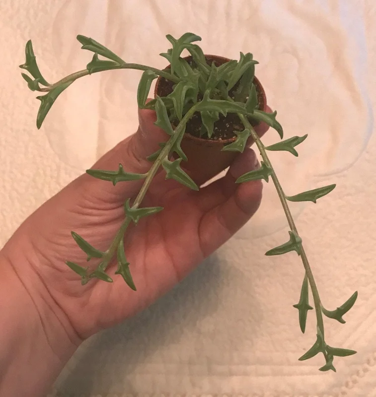 String of Dolphins Live Plant – 2 inch Pot – Senecio Peregrinus – Trailing Succulent - Image 3