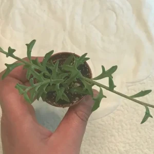 String of Dolphins Live Plant – 2 inch Pot – Senecio Peregrinus – Trailing Succulent - Image 4