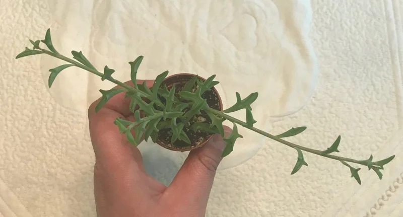 String of Dolphins Live Plant – 2 inch Pot – Senecio Peregrinus – Trailing Succulent - Image 4