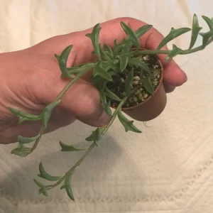 String of Dolphins Live Plant – 2 inch Pot – Senecio Peregrinus – Trailing Succulent - Image 5