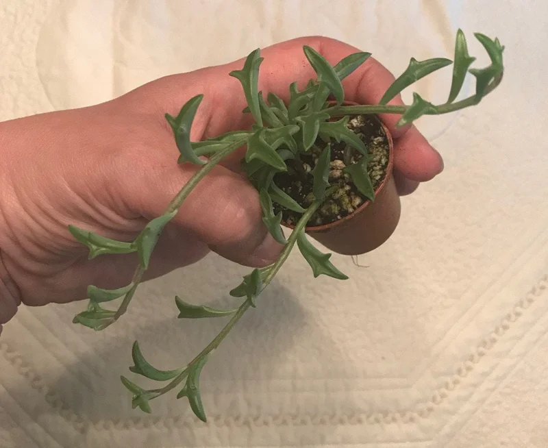 String of Dolphins Live Plant – 2 inch Pot – Senecio Peregrinus – Trailing Succulent - Image 5