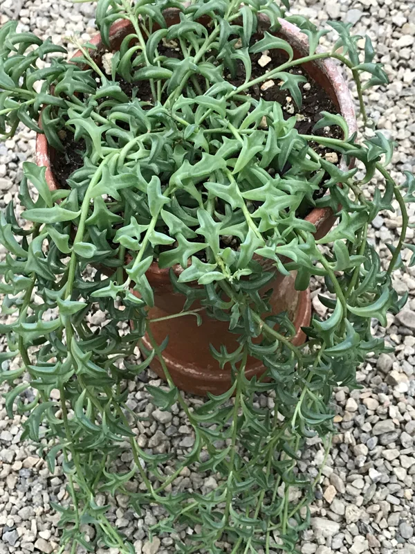 String of Dolphins Live Plant – 2 inch Pot – Senecio Peregrinus – Trailing Succulent - Image 6