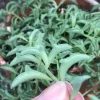 String of Dolphins Live Plant – 2 inch Pot – Senecio Peregrinus – Trailing Succulent - Image 1